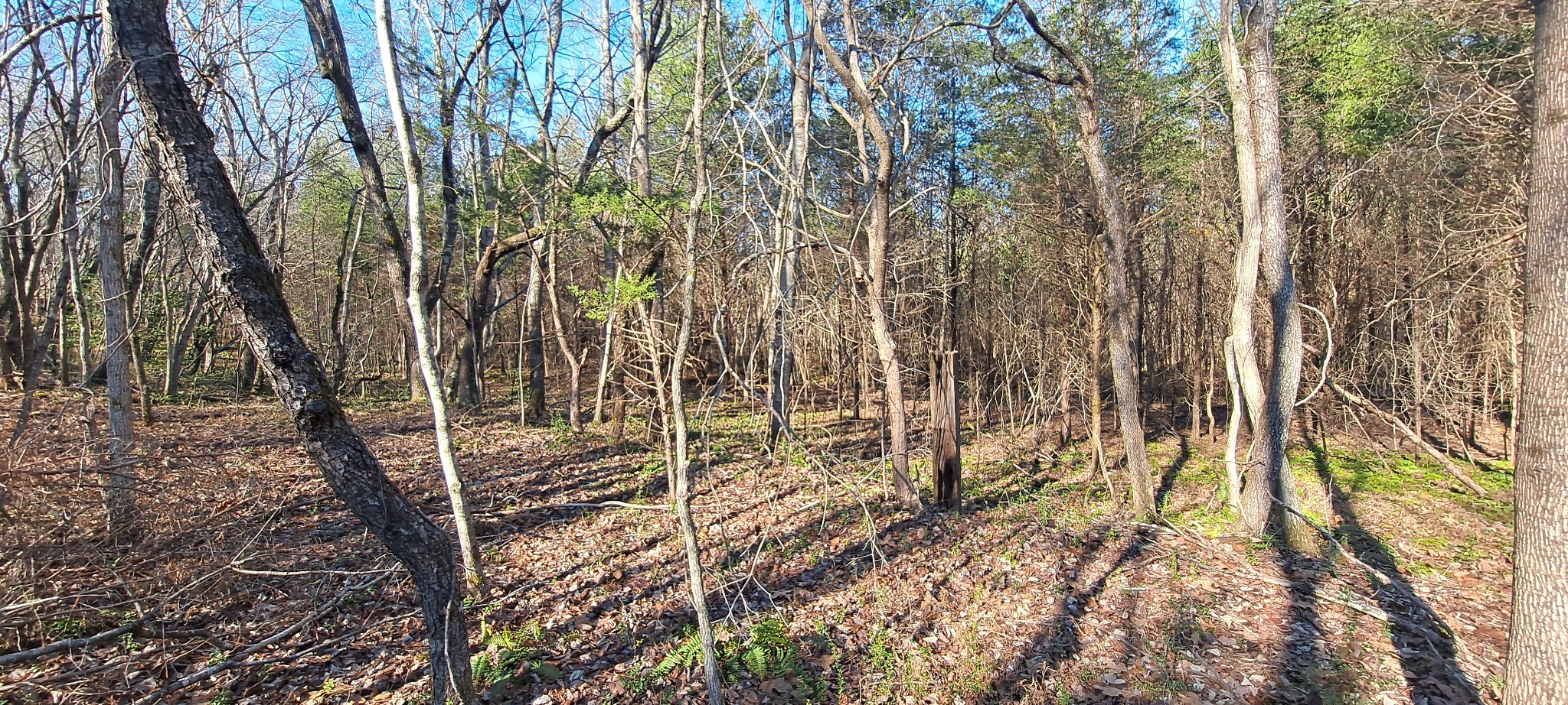 0 Northwest Piney Road Dickson, TN 37055 - Photo 7 of 23 a view of a yard with plants and trees