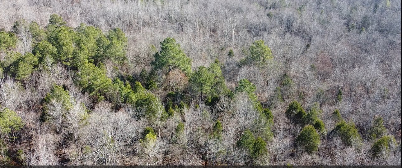 0 Northwest Piney Road Dickson, TN 37055 - Photo 9 of 23 a view of a lush green forest