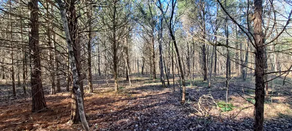 a view of a forest with trees in the background