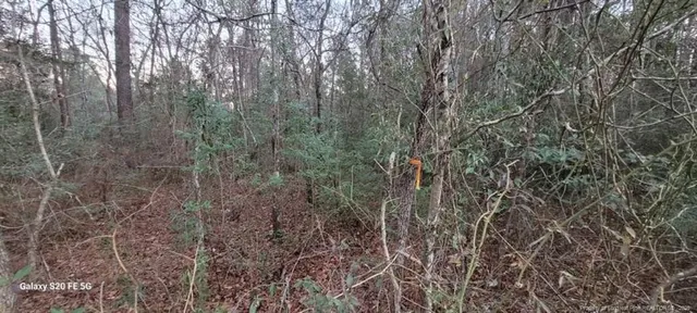 a view of a forest with trees in front of it