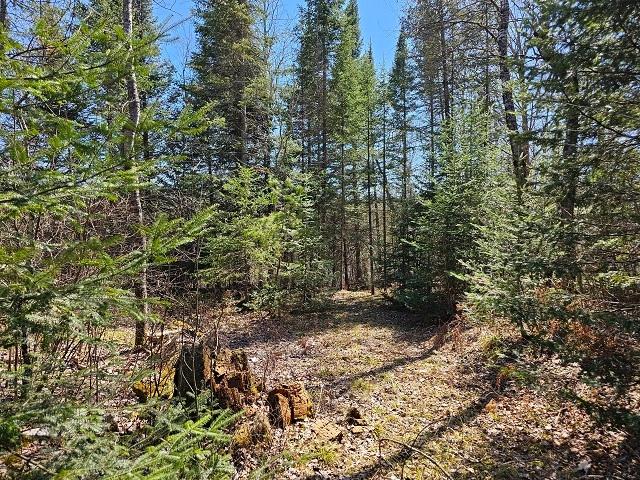 Lot 10 Weber Lake Road Mercer, WI 54547 - Photo 8 of 16 Gallery Image 8