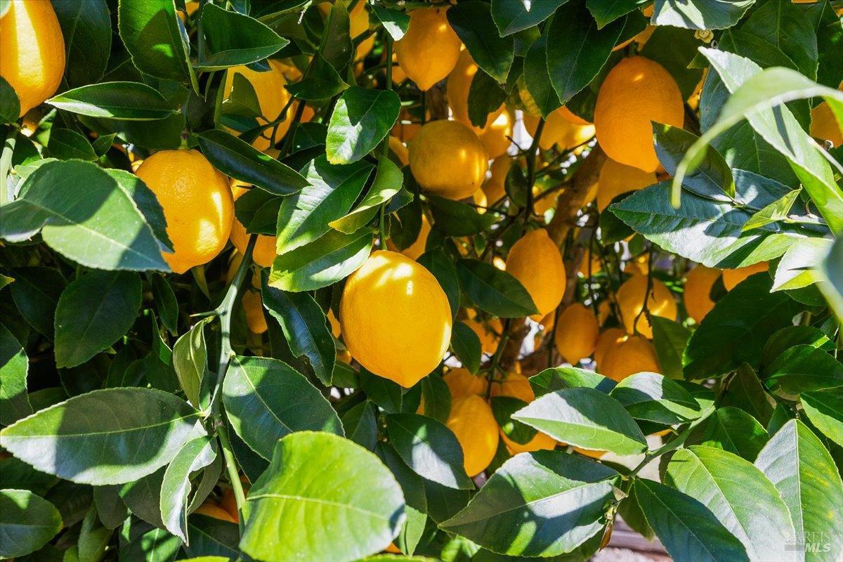 2573 Greenvale Lane Santa Rosa, CA 95401 - Photo 59 of 71