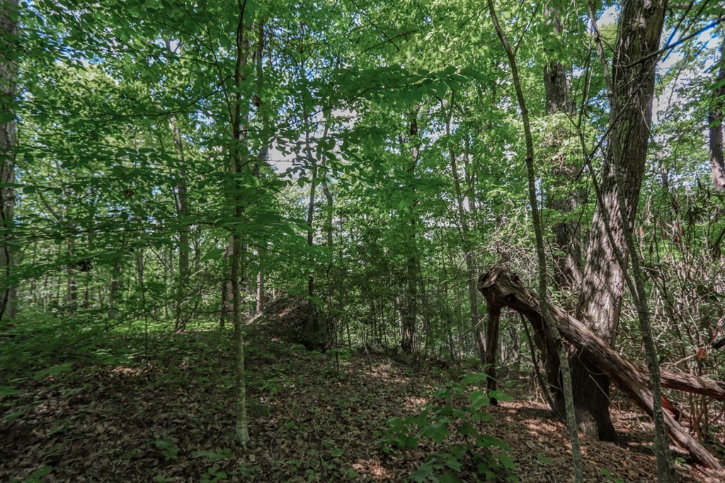 33983400 Laurelwood Road Cosby, TN 37722 - Photo 21 of 35 Gallery Image 21