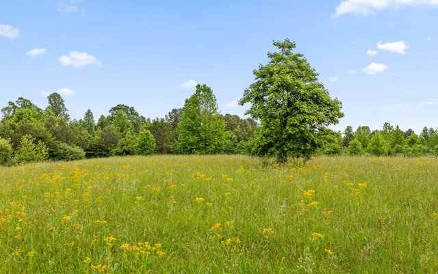 a view of a backyard