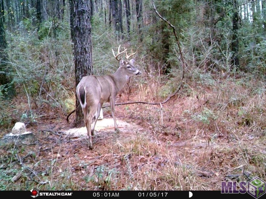 1810 Mc Knight Road Clinton, LA 70722 - Photo 10 of 17 Gallery Image 10