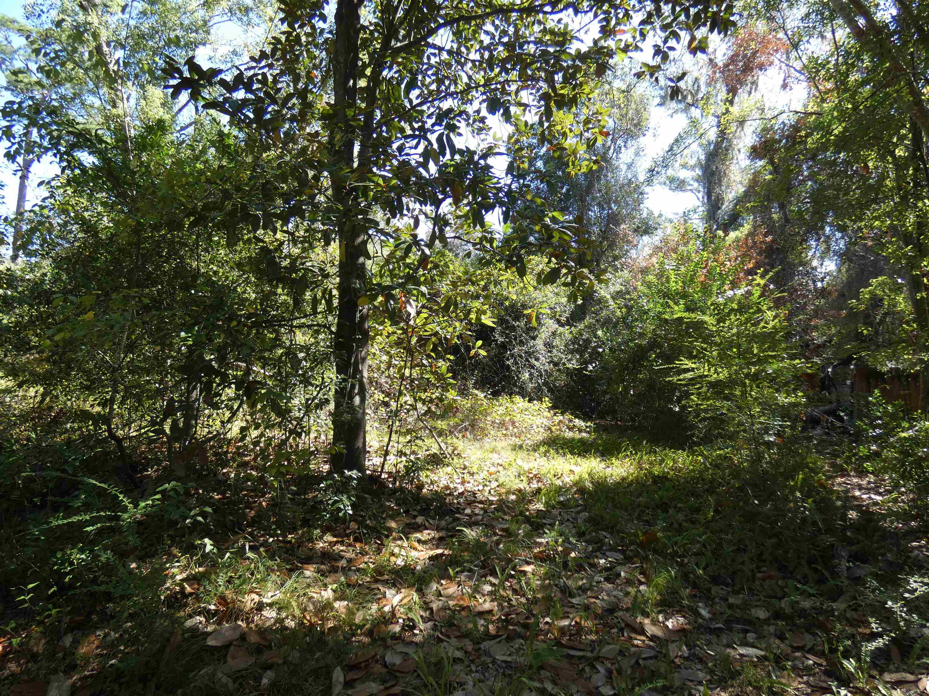 Tbd Jackson Street Monticello, FL 32344 - Photo 4 of 4