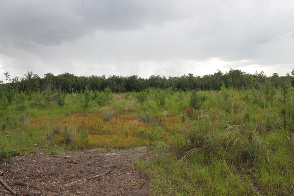 Tbd Tbd Lineberger Rd/old Cyattville Road Valdosta, GA 31601 - Photo 5 of 7 Gallery Image 5