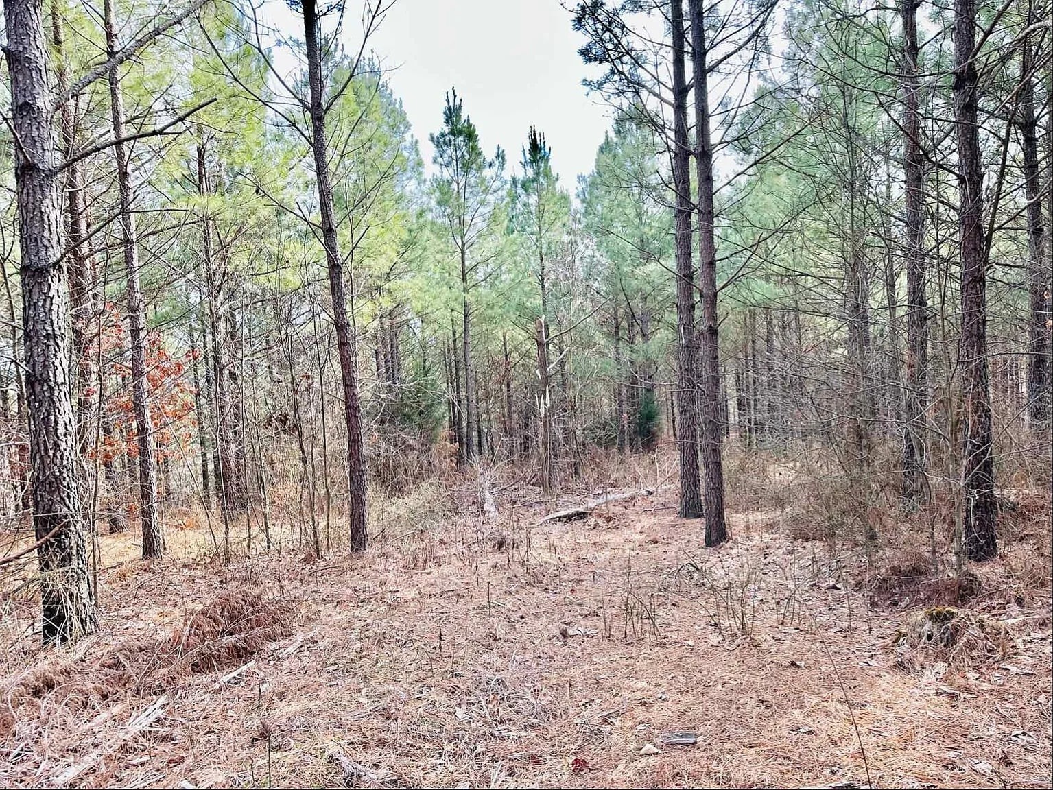 48 Ranches At Hickory Ridge Dover, TN 37058 - Photo 3 of 9 a view of a forest with lots of trees