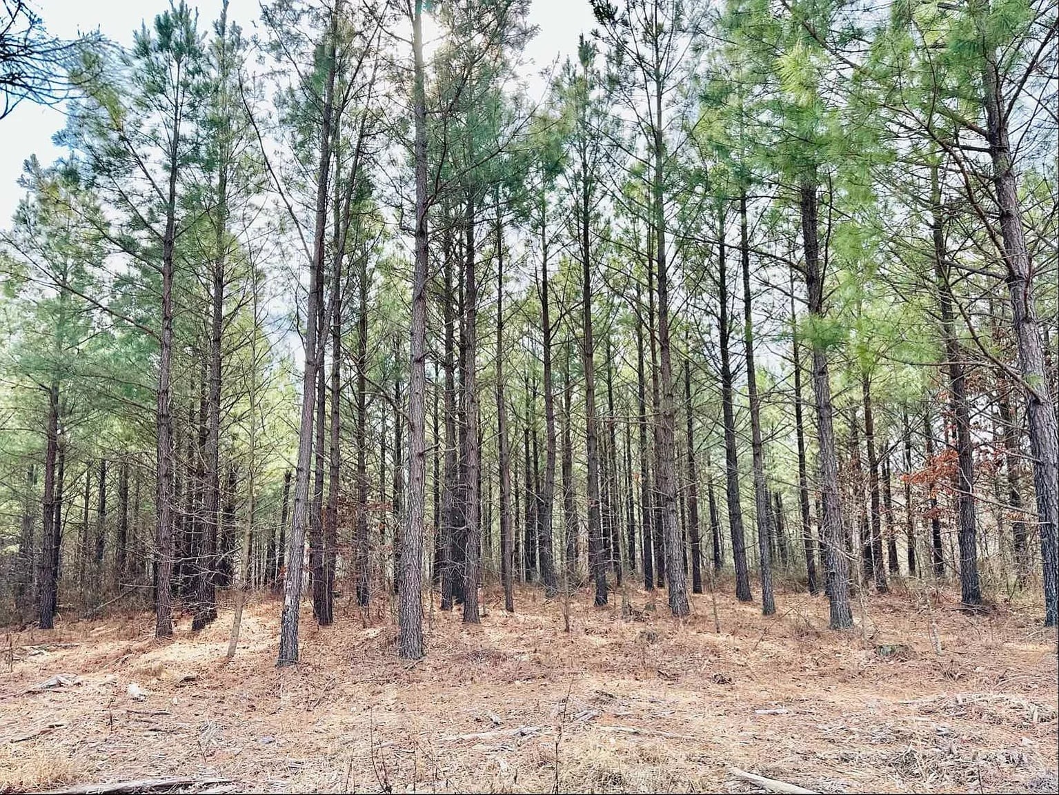 48 Ranches At Hickory Ridge Dover, TN 37058 - Photo 4 of 9 a view of wooden fence of a forest
