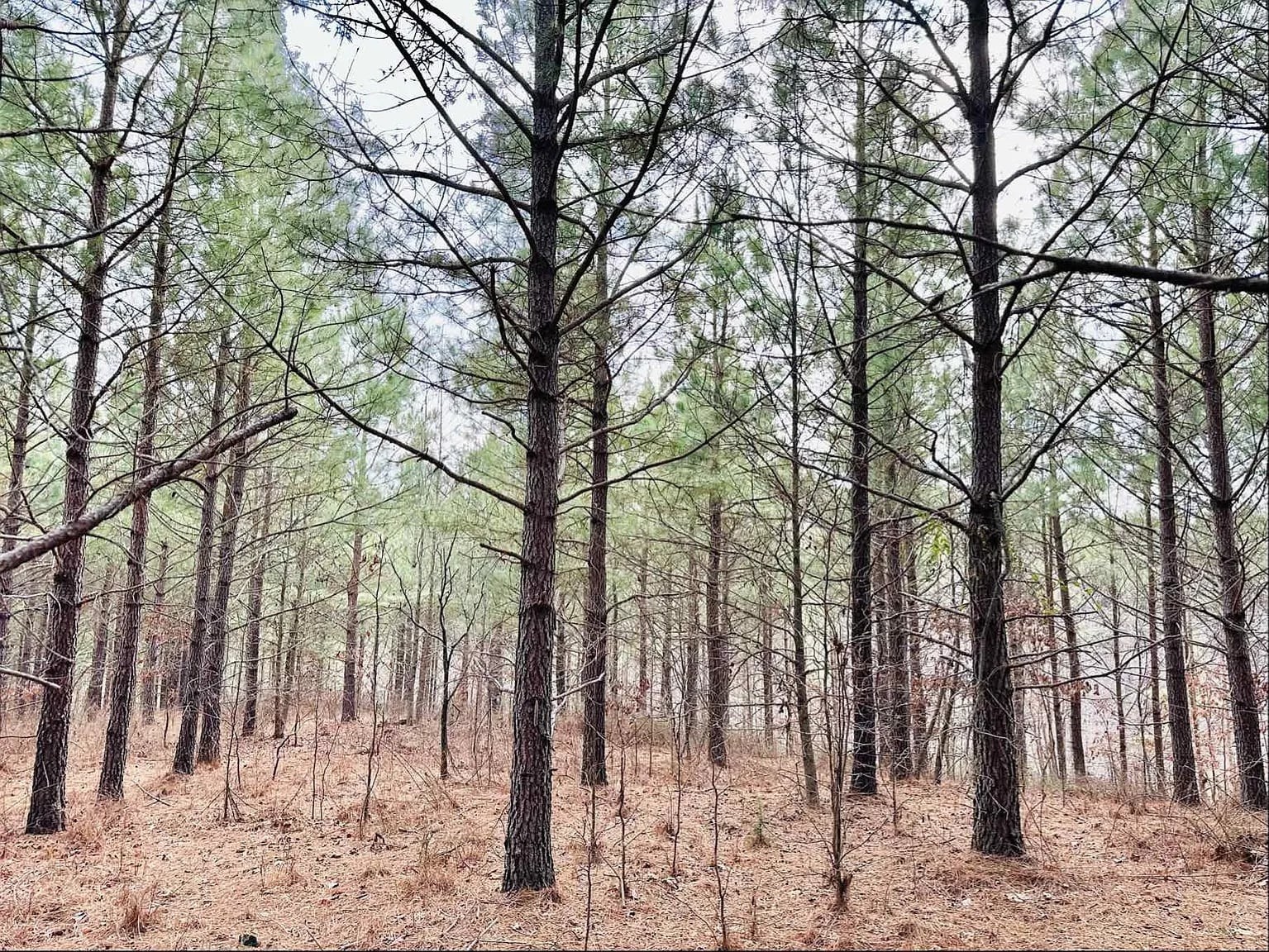 48 Ranches At Hickory Ridge Dover, TN 37058 - Photo 6 of 9 a view of a yard with trees