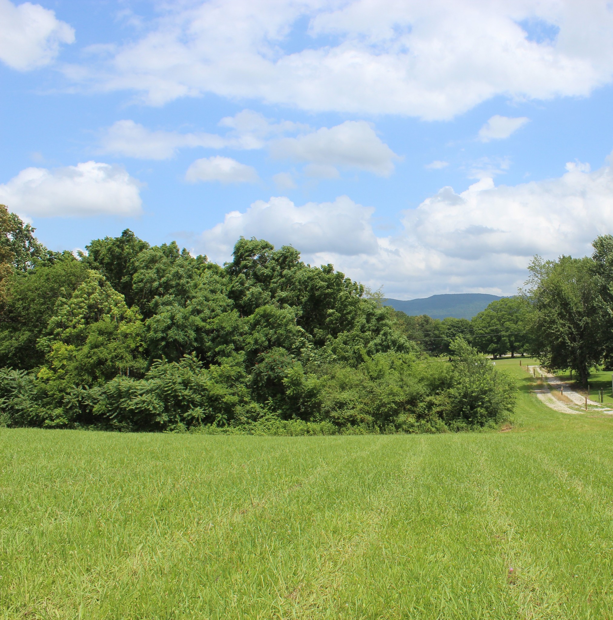 0 Sainville Road Manchester, TN 37355 - Photo 3 of 9 a view of a yard with an trees
