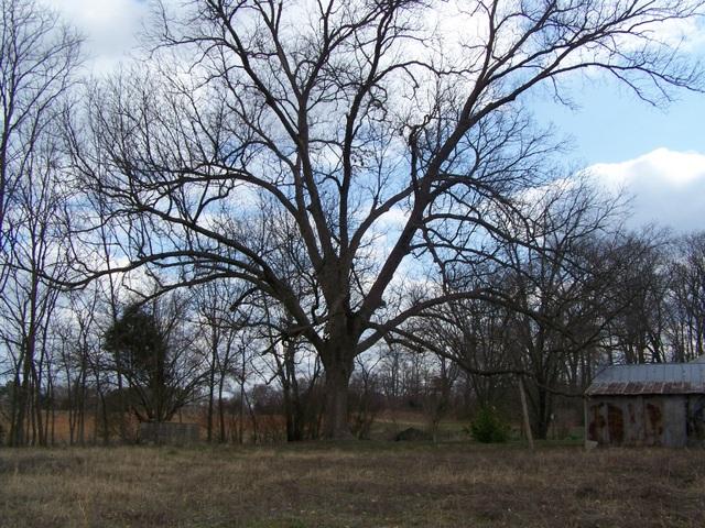 1914 New Bildad Road Smithville, TN 37166 - Photo 5 of 19 Gallery Image 5