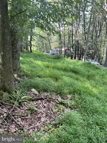 a view of a park with large trees
