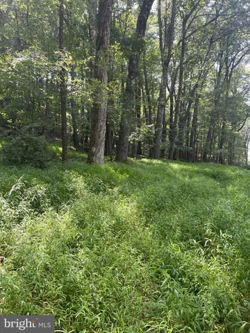 a view of a lush green space