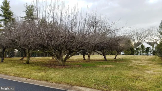 a view of yard with tree
