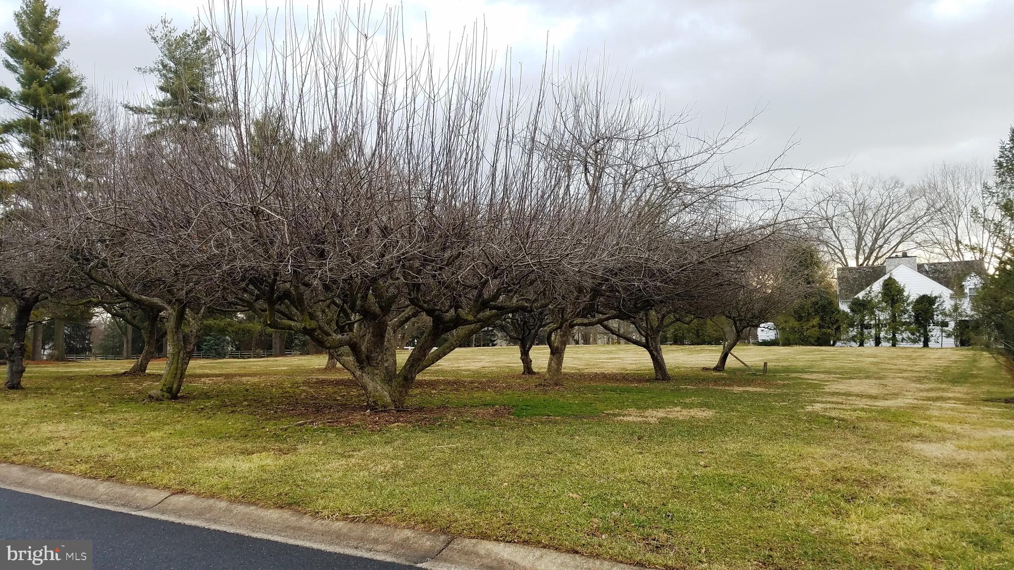1400 Hunsicker Road Lancaster, PA 17601 - Photo 8 of 8 a view of yard with tree