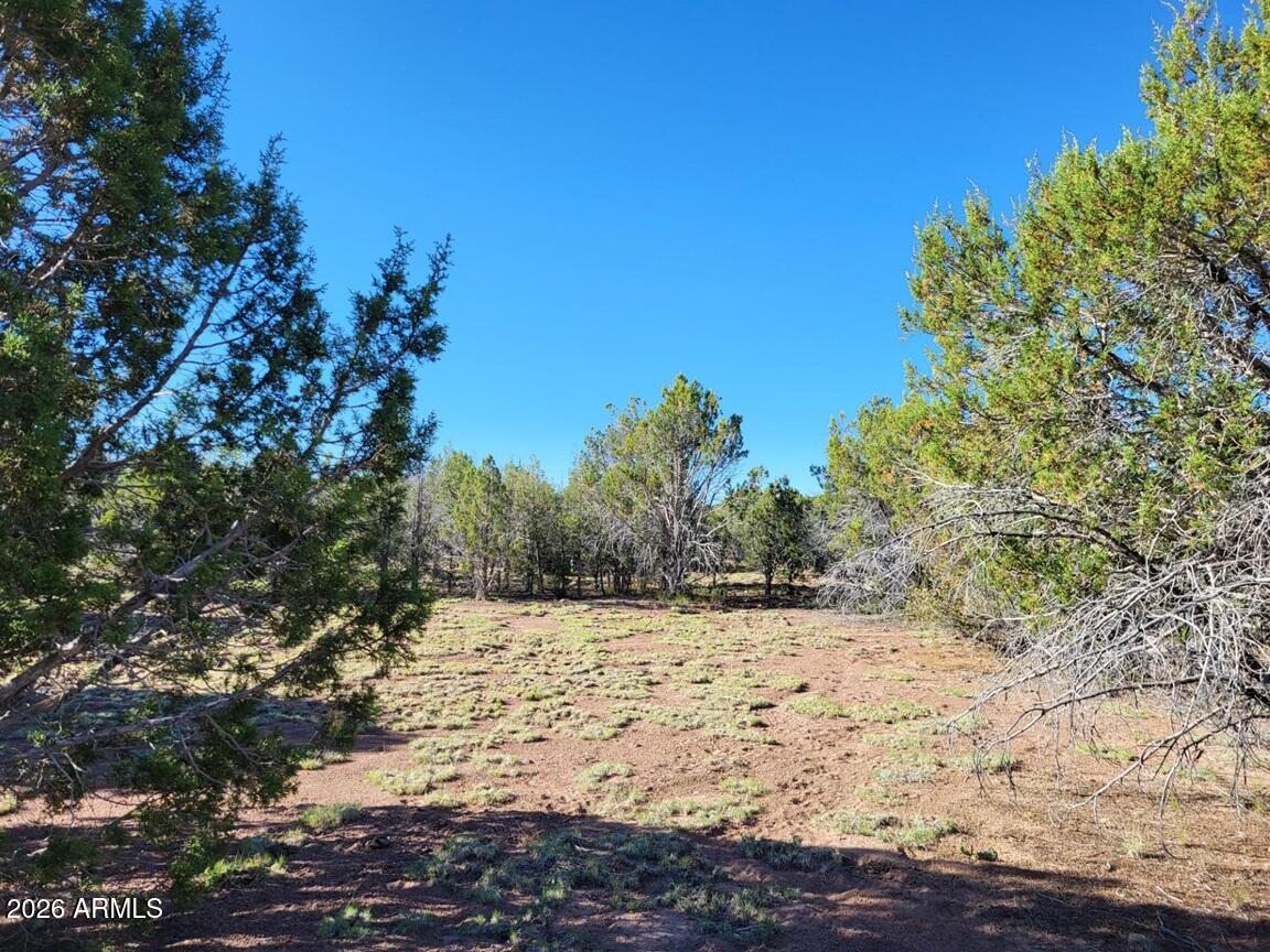 107 North A N Ranch Road, Unit 107A Williams, AZ 86046 - Photo 12 of 18 a view of a yard covered with snow