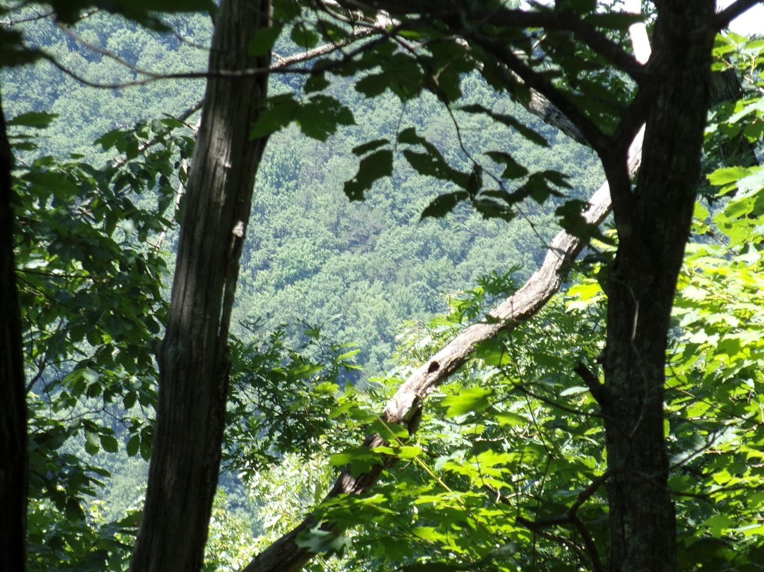 3333 Pinetable Road Means, KY 40346 - Photo 23 of 38 Photo 23
