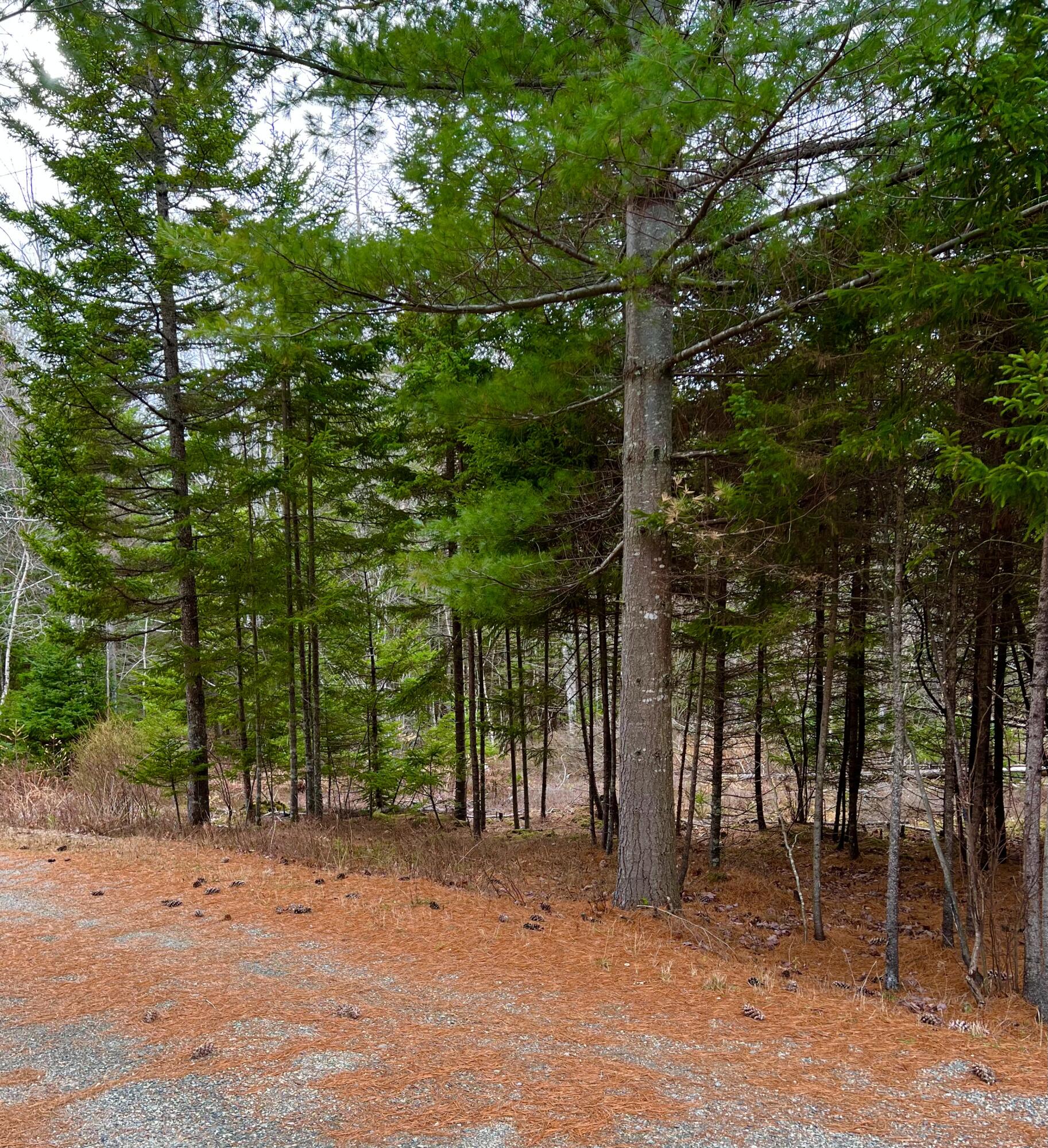 100 Bass Harbor Road Southwest Harbor, ME 04679 - Photo 47 of 52 Land/driveway