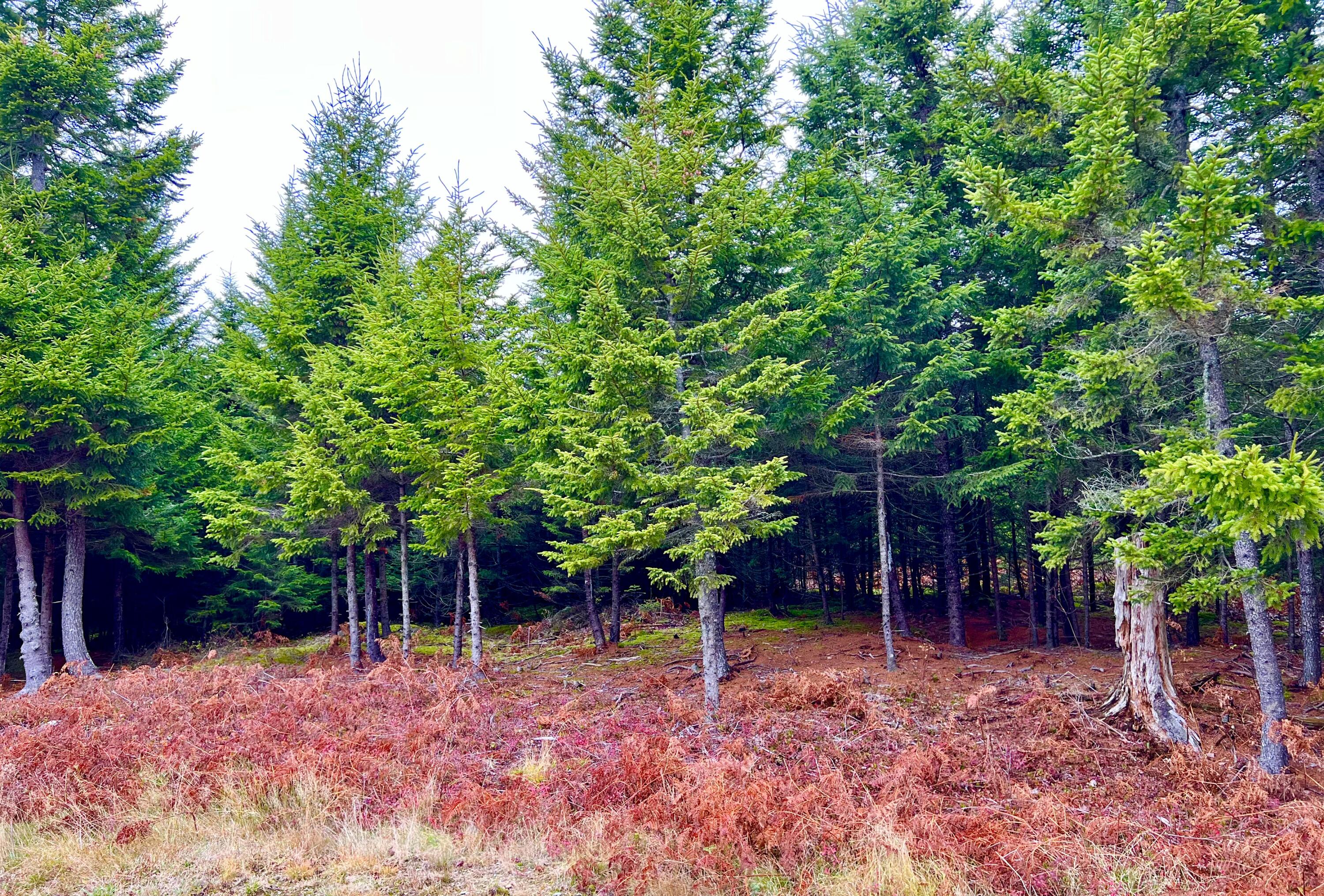 100 Bass Harbor Road Southwest Harbor, ME 04679 - Photo 49 of 52 Land