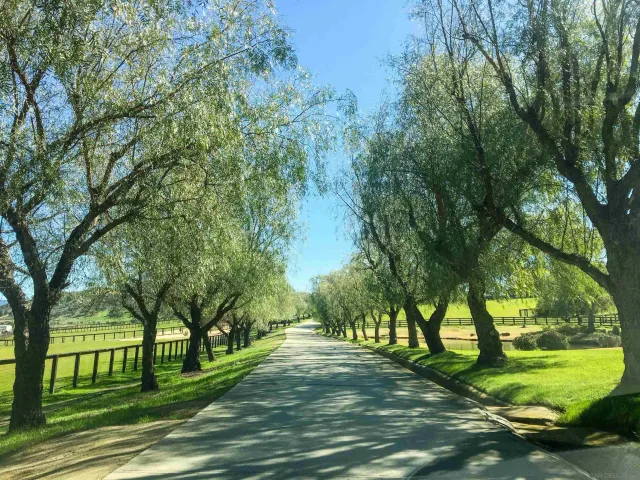 a view of a park with large trees