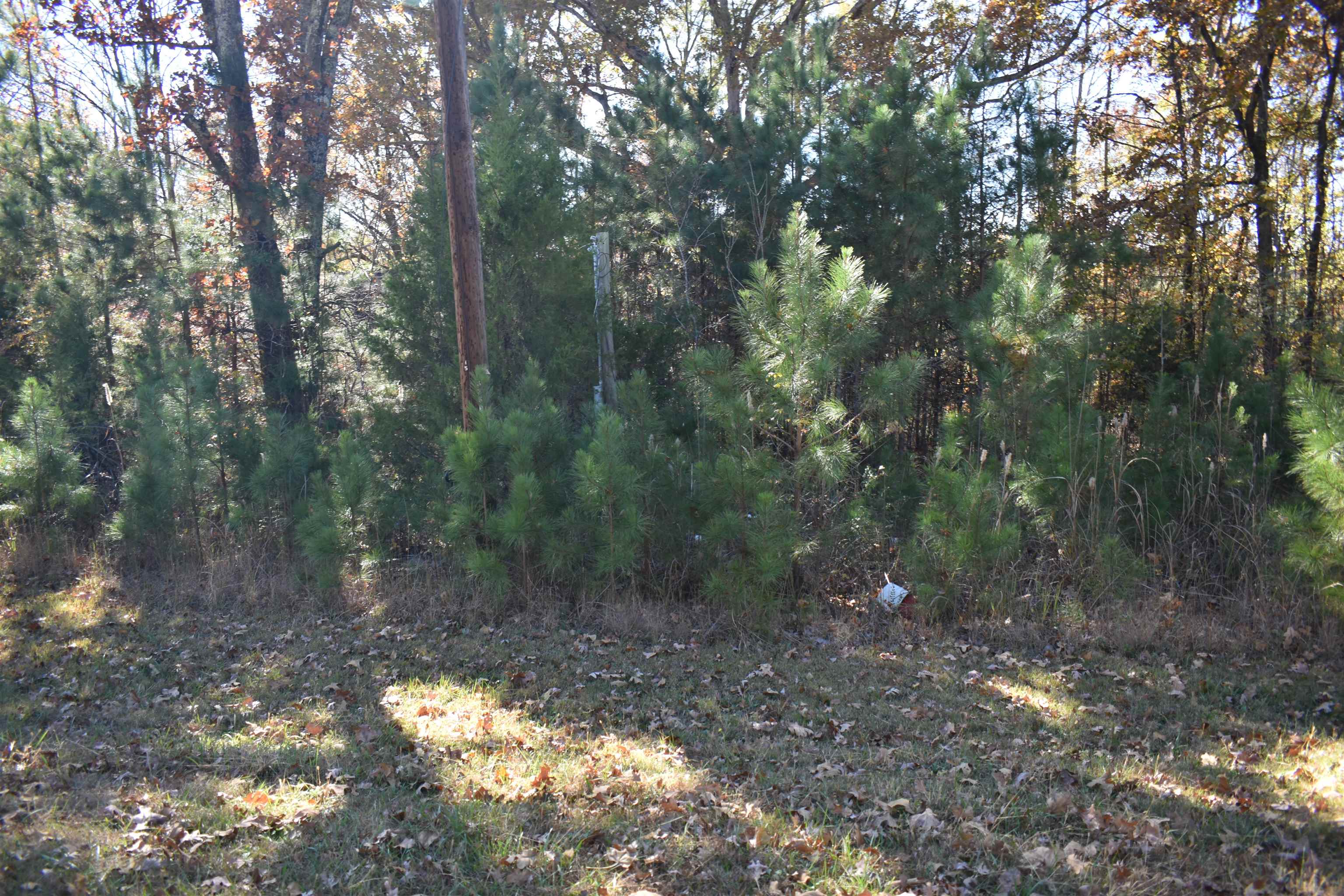 115 Falcon Street Selmer, TN 38375 - Photo 24 of 29 a view of a forest with trees