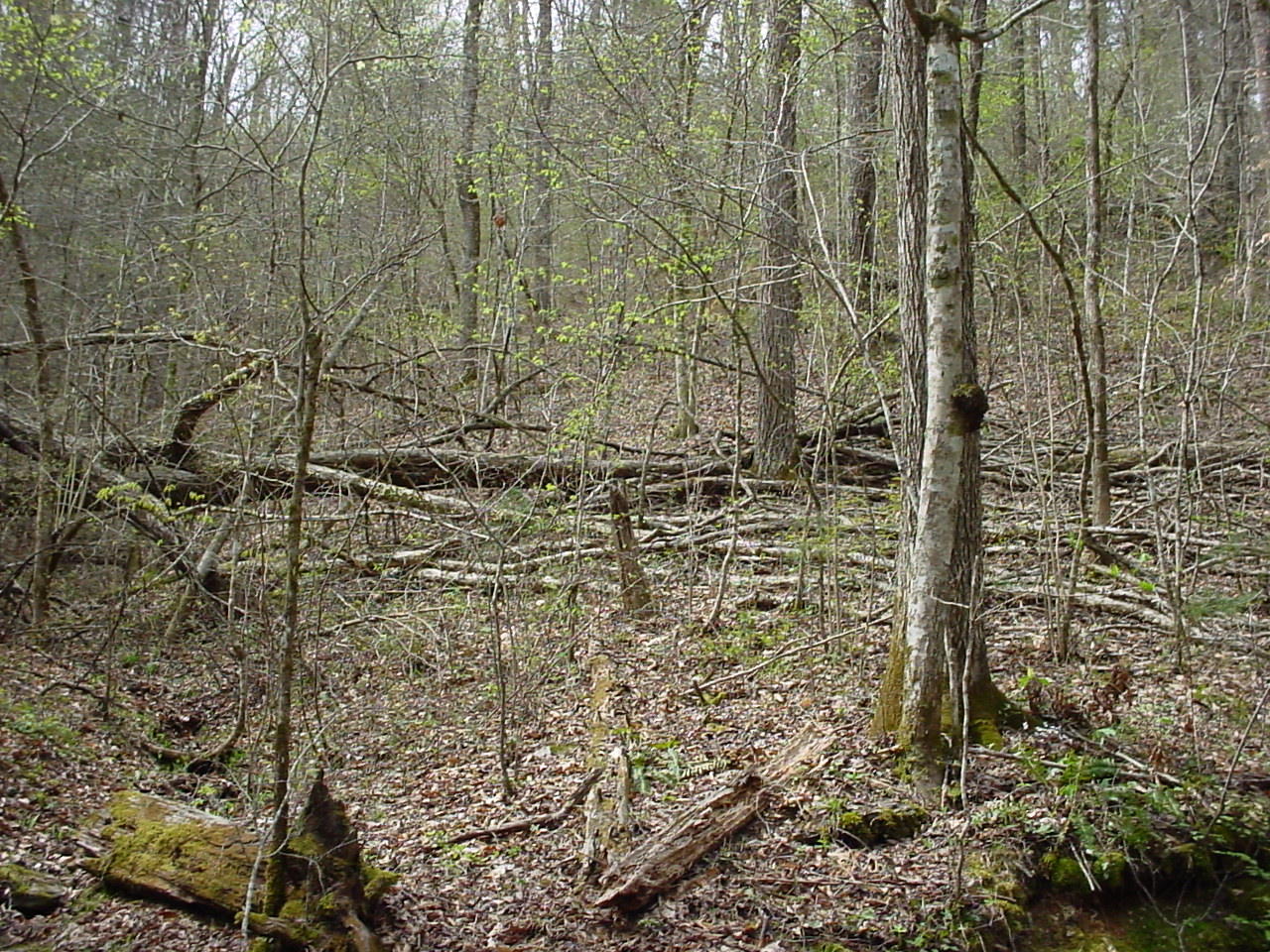731 Carrs Creek Road Townsend, TN 37882 - Photo 8 of 20 DSC03539