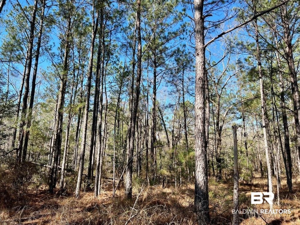 0 Country Road Deer Park, AL 36529 - Photo 17 of 46