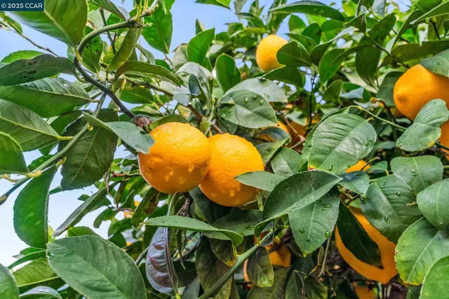 a view of a yard with an outdoor space