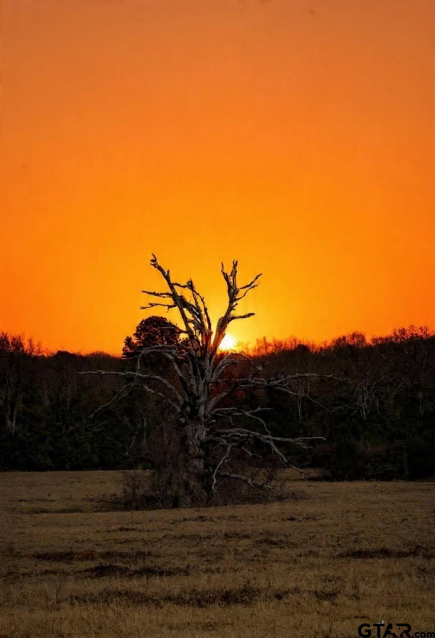 6820 Farm To Market Road 321 Tennessee Colony, TX 75861 - Photo 4 of 9 a view of mountain view and tree
