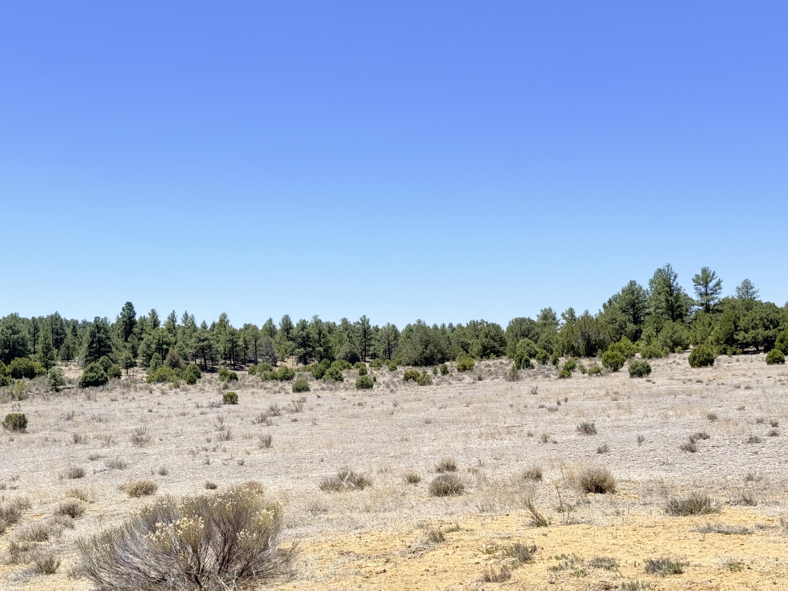 994 Wild Horse Ranch Road Pie Town, NM 87827 - Photo 53 of 70 Gallery Image 53