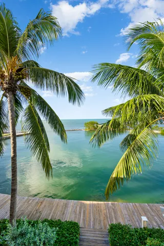 a view of a palm trees with a palm tree