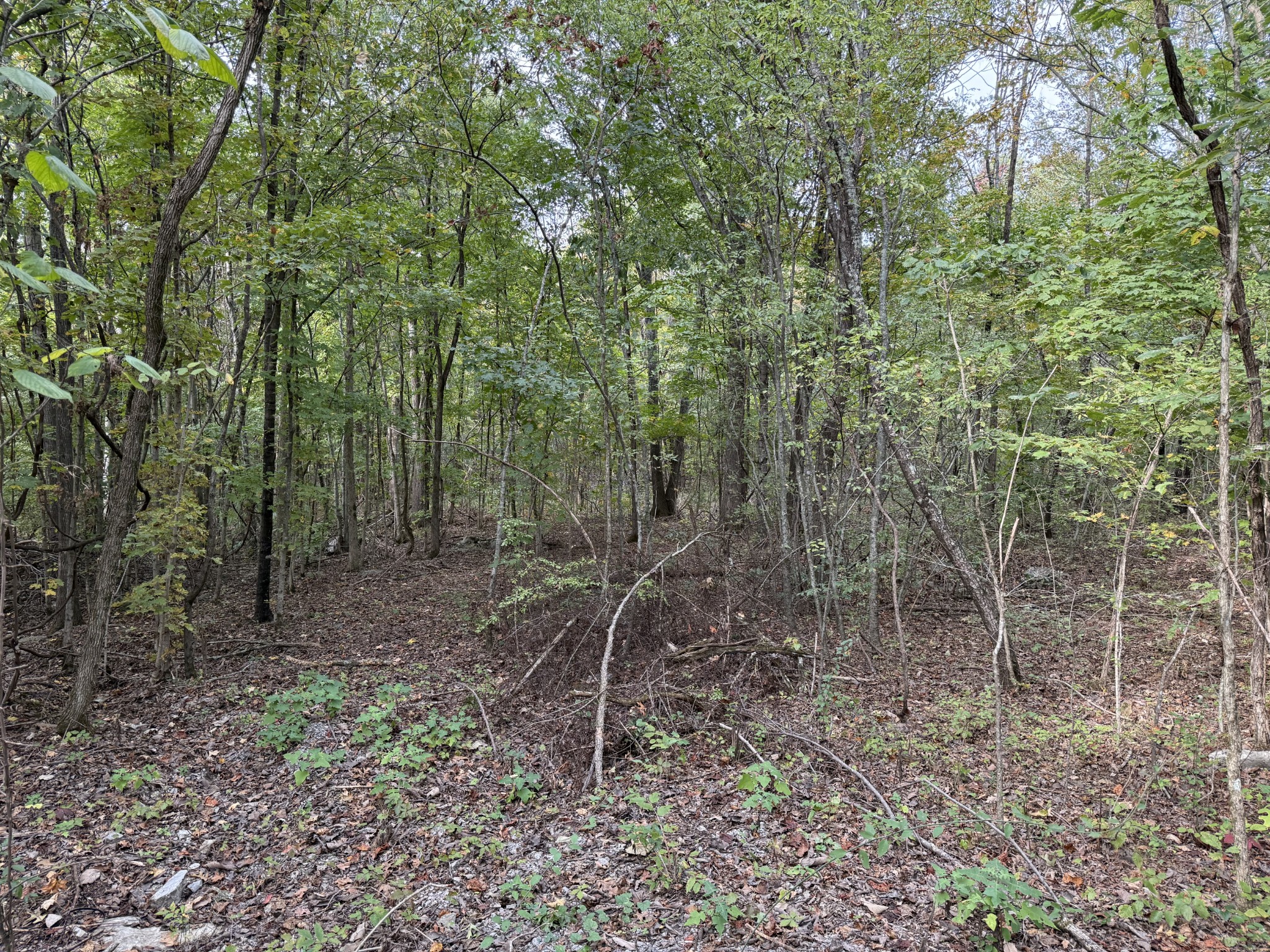 0 Millersburg Road Bell Buckle, TN 37020 - Photo 2 of 2 Gallery Image 2