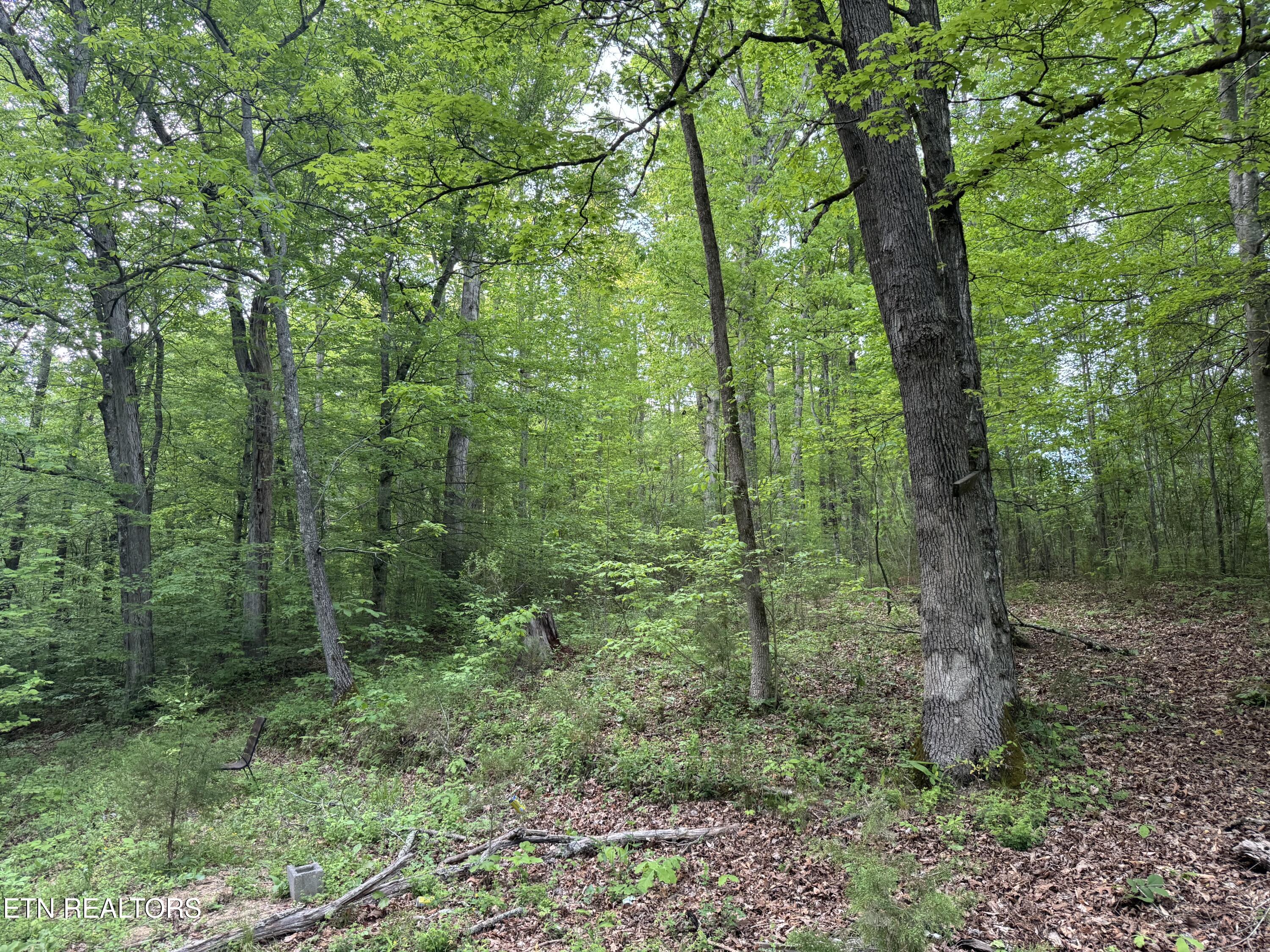 3441 Glendale Road Bybee, TN 37713 - Photo 15 of 18 IMG_4749