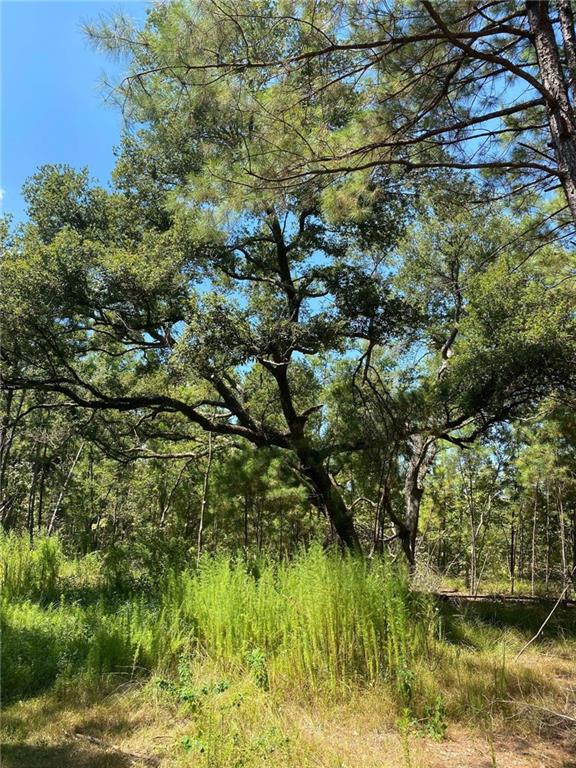 29424 George White Road Holden, LA 70744 - Photo 14 of 15