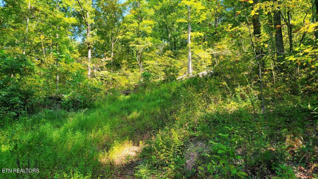 5 Mel Hall Road Maryville, TN 37803 - Photo 5 of 9 `one quarter in looking up cut in