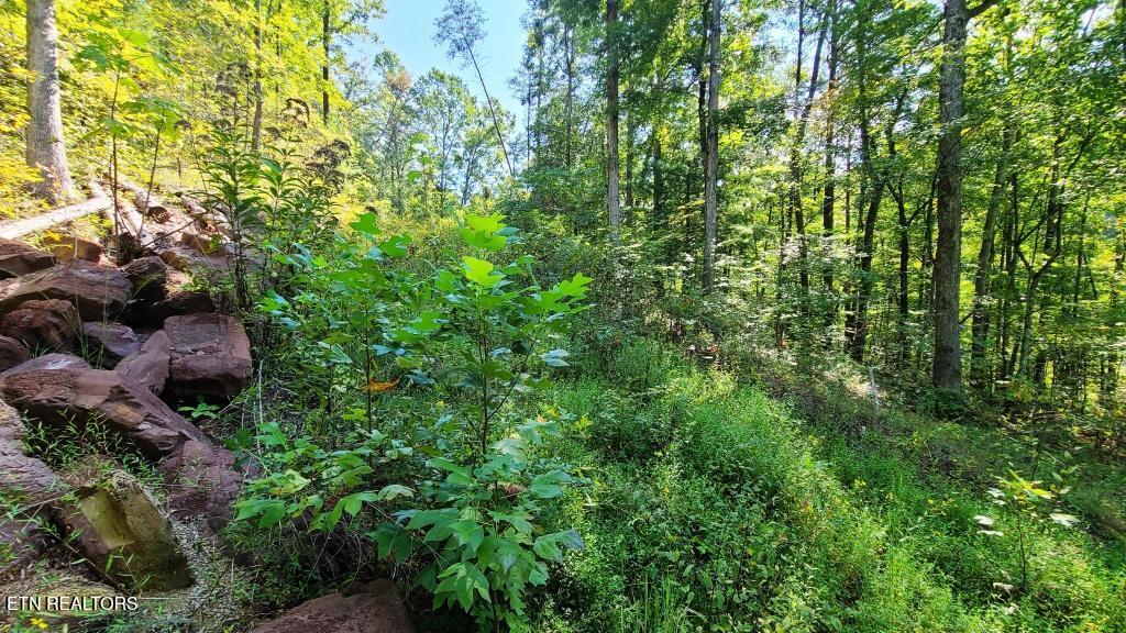 5 Mel Hall Road Maryville, TN 37803 - Photo 8 of 9 `half way in looking up cut in