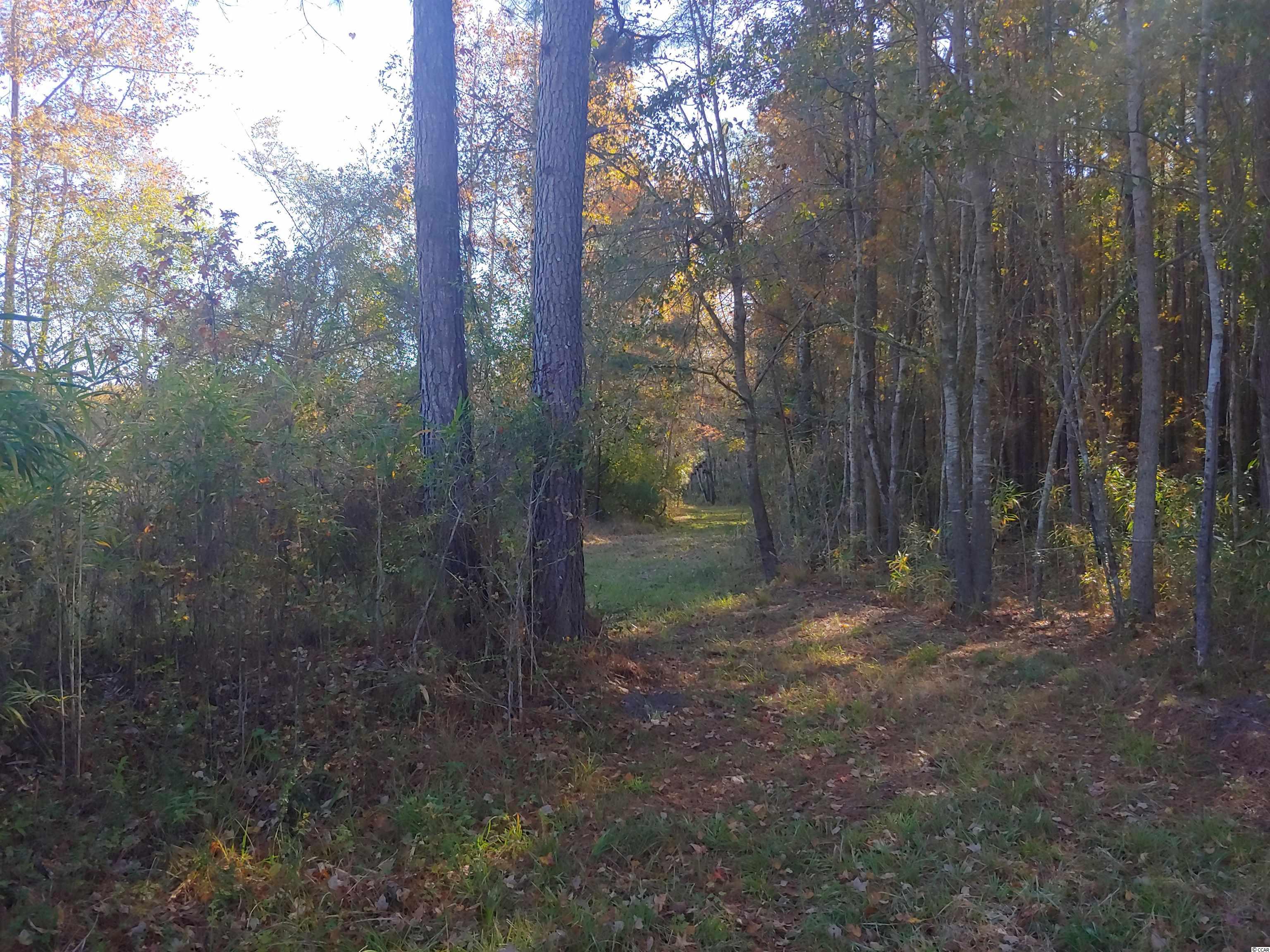Tbd Miracle Mile Road Hemingway, SC 29554 - Photo 5 of 13