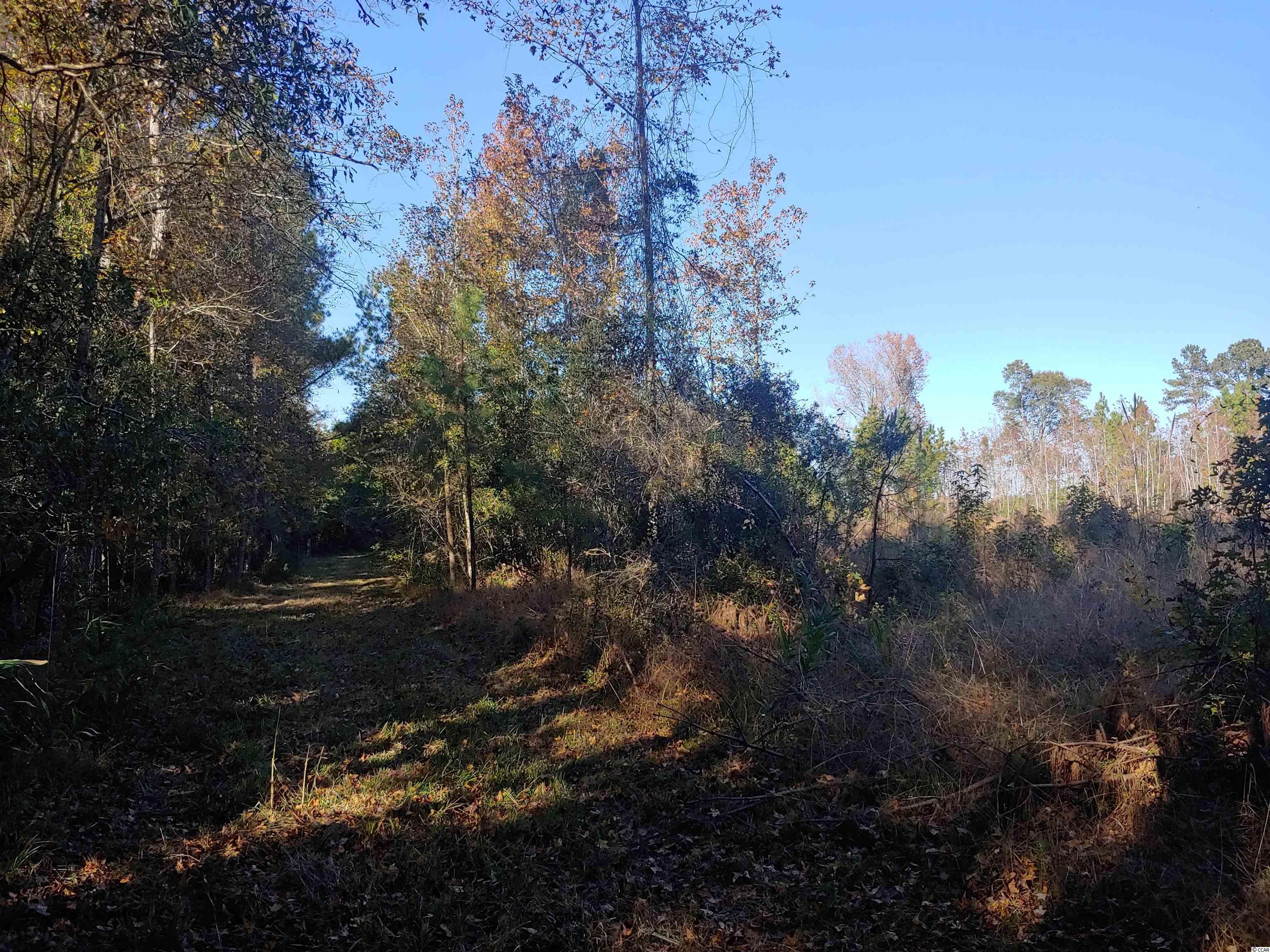 Tbd Miracle Mile Road Hemingway, SC 29554 - Photo 8 of 13