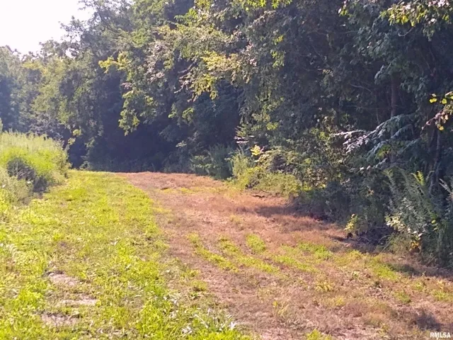a view of yard with tree in back