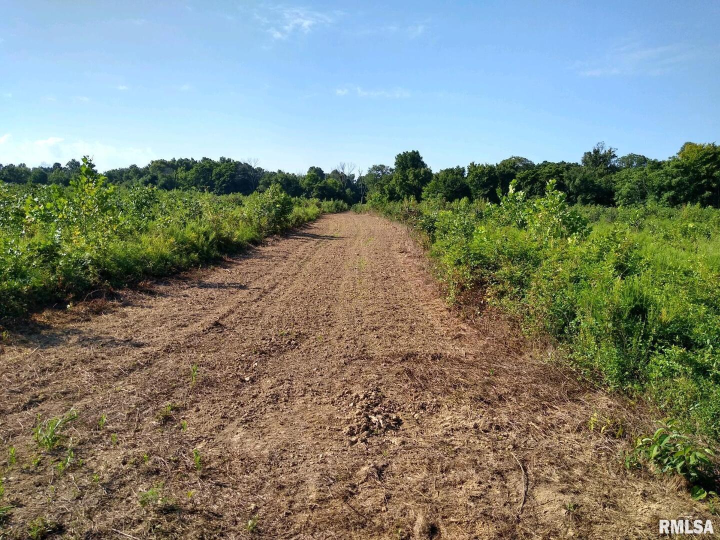 39 Bushwack Road Golconda, IL 62938 - Photo 2 of 28 a view of a large yard with lots of green space and deers