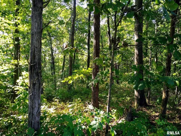a view of a lush green forest