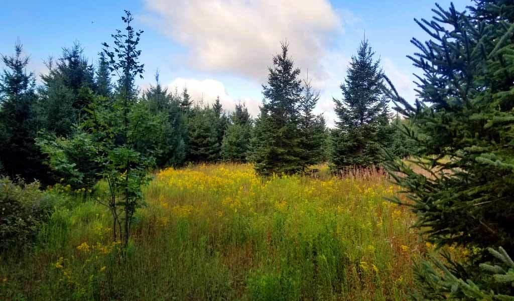Lot 22 Rebel Hill Road Merrill, ME 04780 - Photo 22 of 24 rebel-hill-lot-22-22
