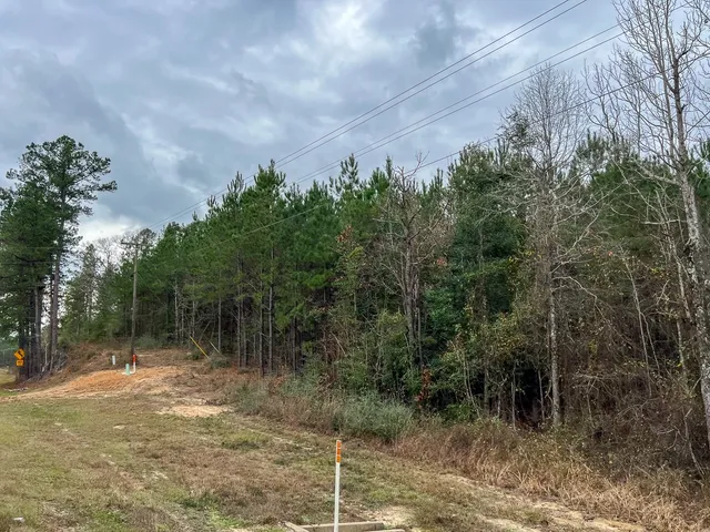 a view of a forest with trees in the background