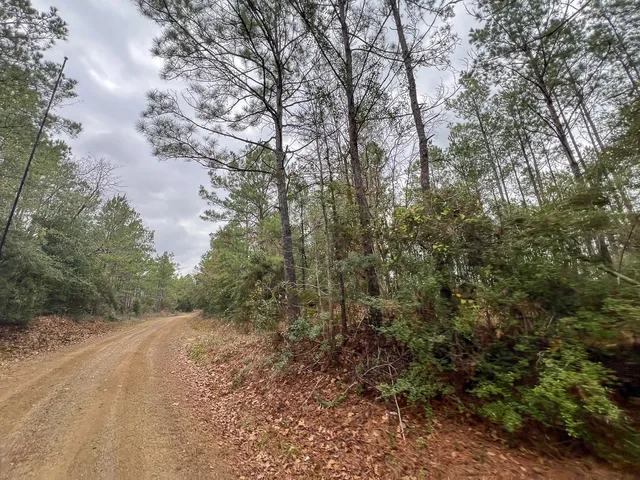 a view of a forest filled with trees