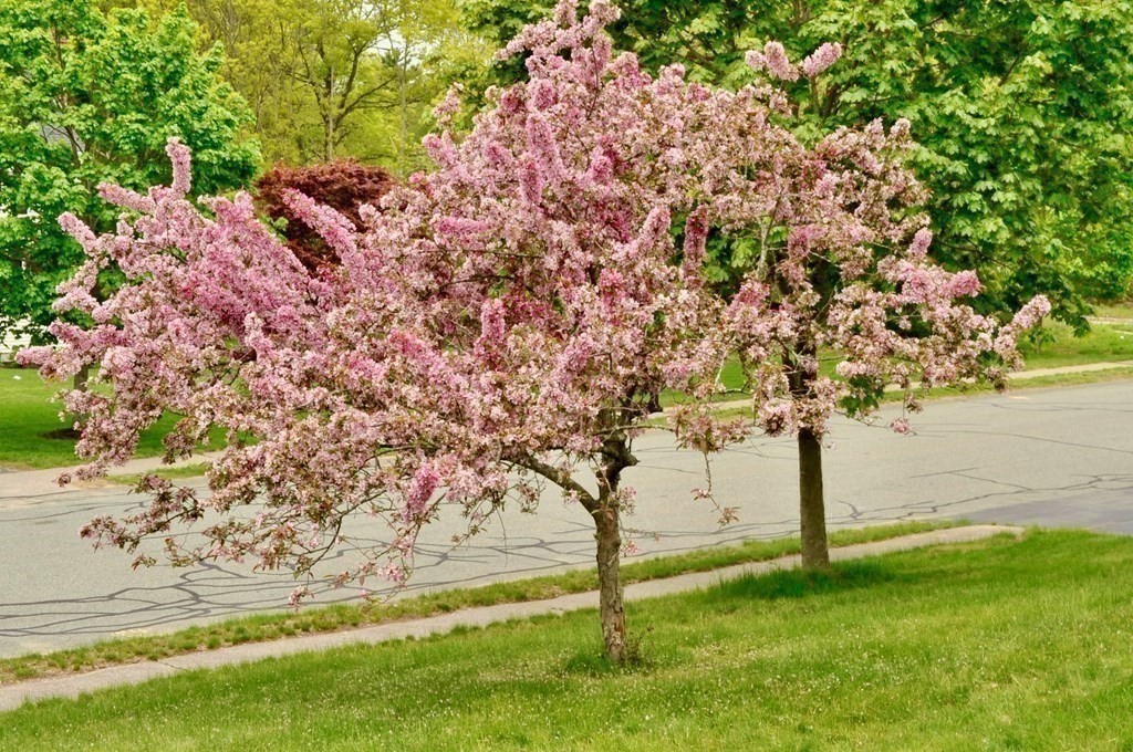 85 Elyse Road Mansfield, MA 02048 - Photo 2 of 30 a view of yard with swimming pool
