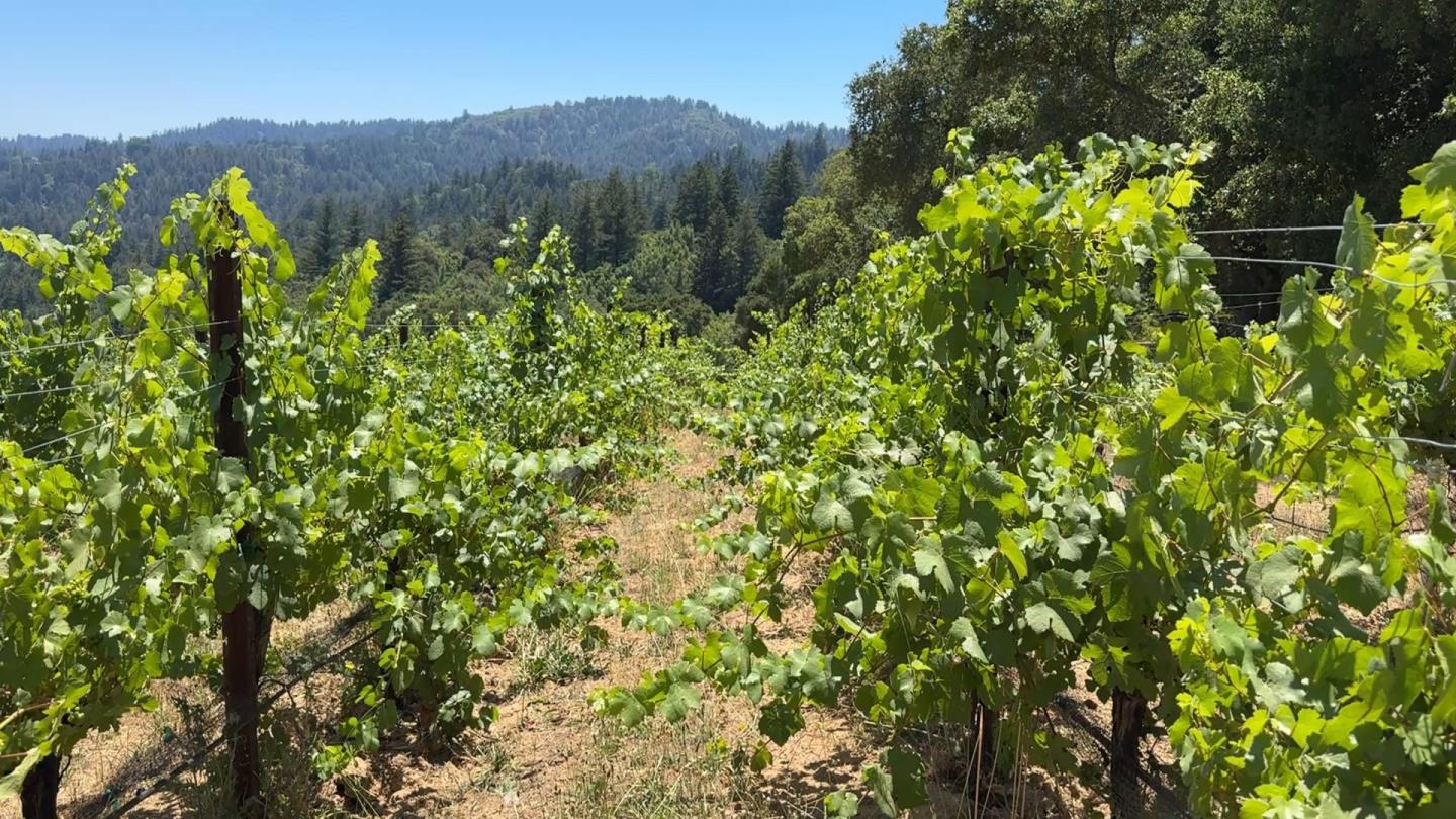 18650 Black Road Los Gatos, CA 95033 - Photo 13 of 24 a view of a house with a lush green forest