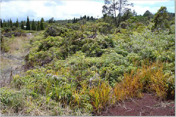 1457 Volcano Road Pahoa, HI 96778 - Photo 2 of 4 Gallery Image 2