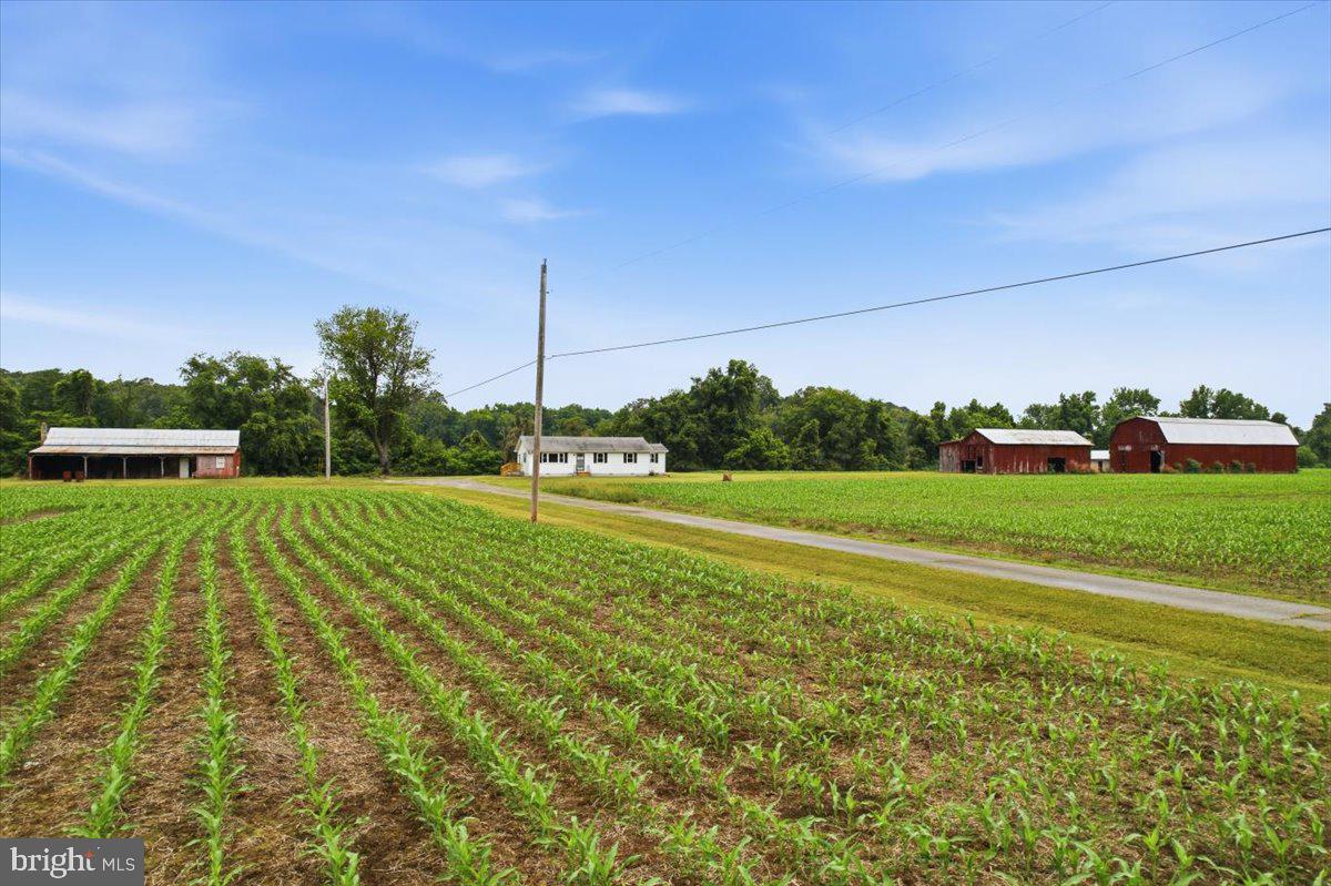 38125 Louis Thomas Road Avenue, MD 20609 - Photo 63 of 73 PROPERTY FARMED