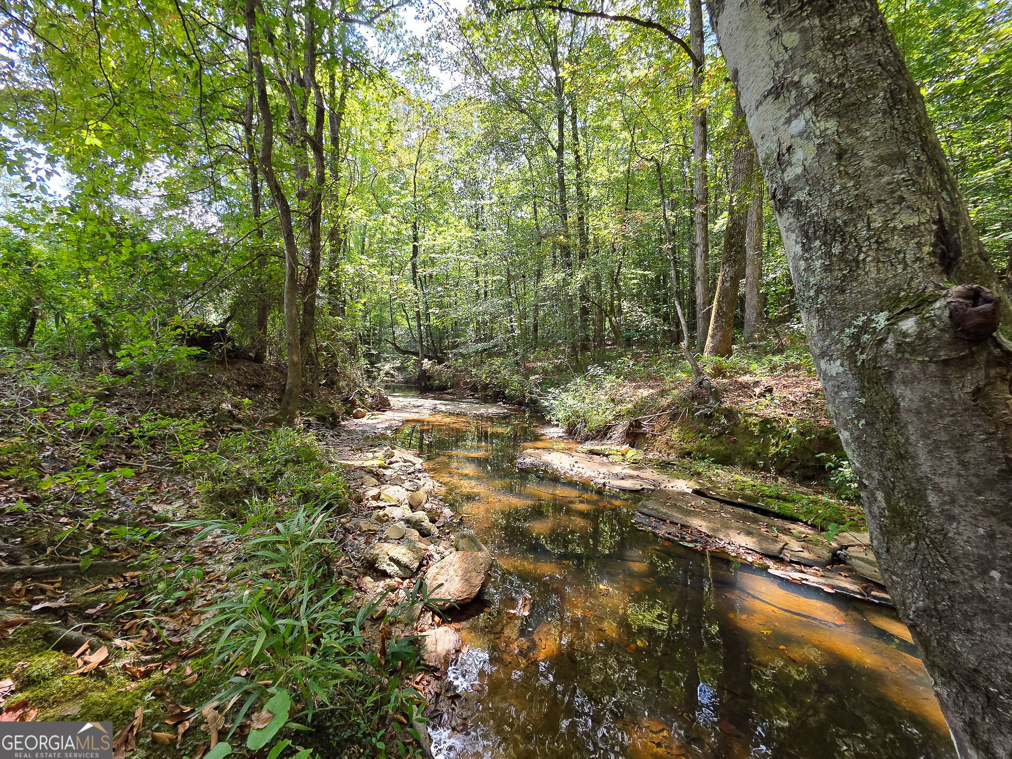 0 Ellerbeetown Road Thomaston, GA 30286 - Photo 20 of 24 a view of outdoor space and trees